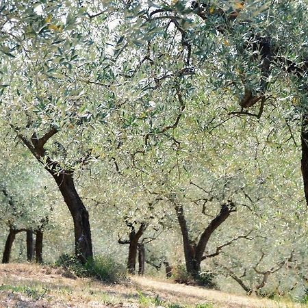B&B Lavanda E Rosmarino Assisi Ngoại thất bức ảnh