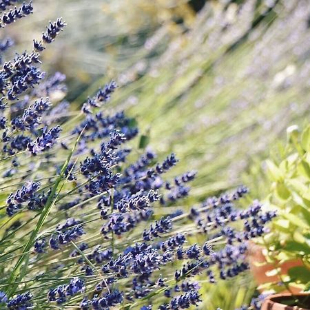 B&B Lavanda E Rosmarino Assisi Ngoại thất bức ảnh
