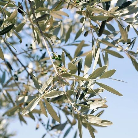B&B Lavanda E Rosmarino Assisi Ngoại thất bức ảnh