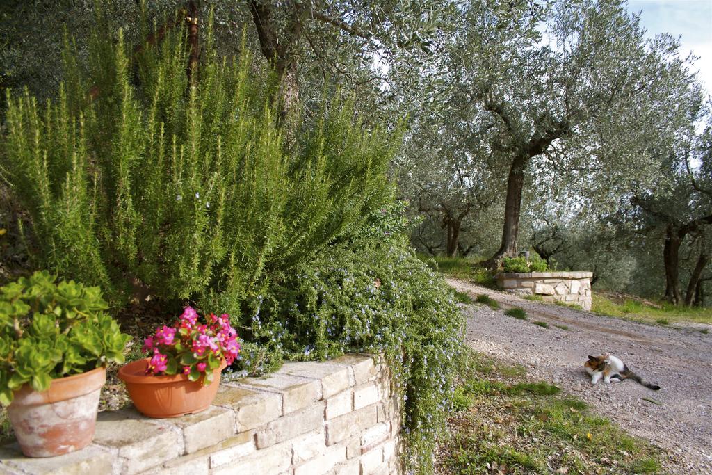 B&B Lavanda E Rosmarino Assisi Ngoại thất bức ảnh