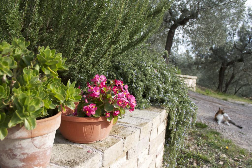 B&B Lavanda E Rosmarino Assisi Ngoại thất bức ảnh