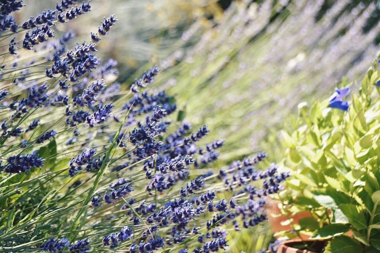 B&B Lavanda E Rosmarino Assisi Ngoại thất bức ảnh