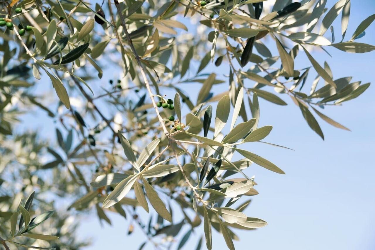 B&B Lavanda E Rosmarino Assisi Ngoại thất bức ảnh